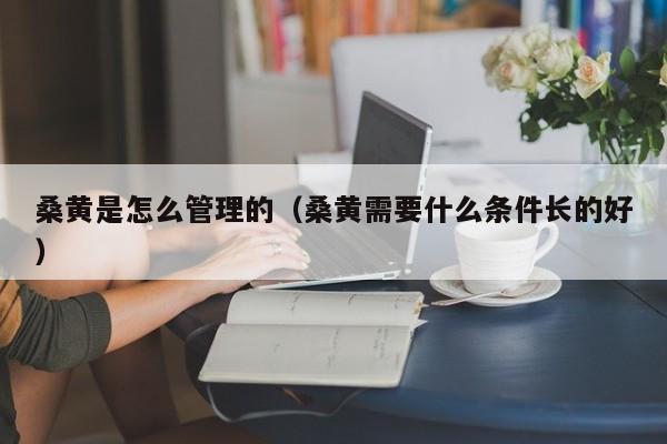 桑黄是怎么管理的（桑黄需要什么条件长的好）