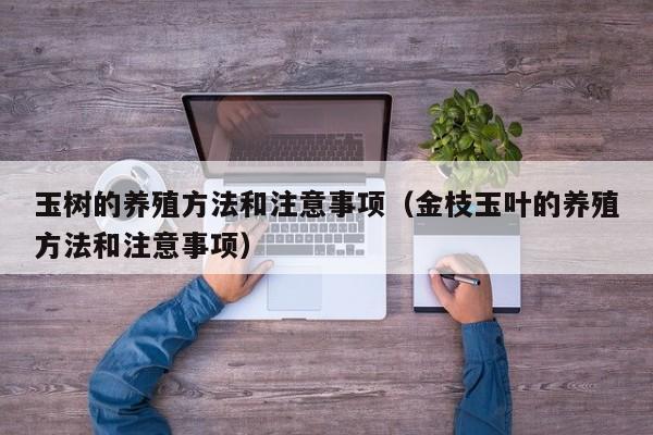 玉树的养殖方法和注意事项（金枝玉叶的养殖方法和注意事项）