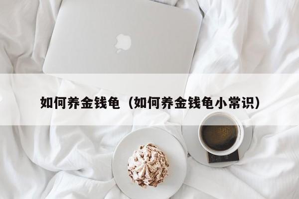 如何养金钱龟（如何养金钱龟小常识）