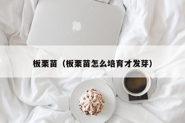 板栗苗（板栗苗怎么培育才发芽）