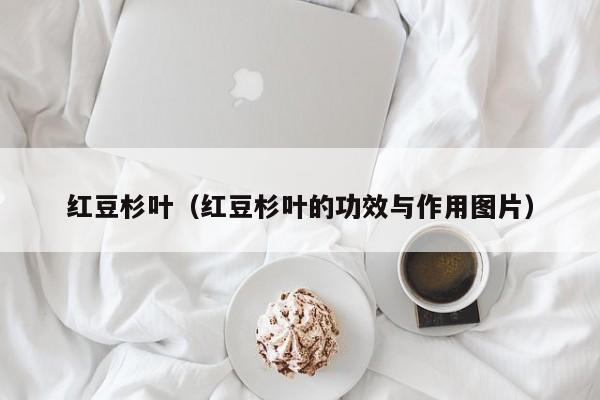 红豆杉叶（红豆杉叶的功效与作用图片）