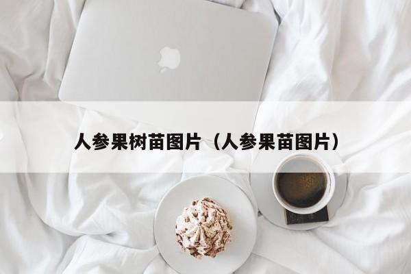 人参果树苗图片（人参果苗图片）