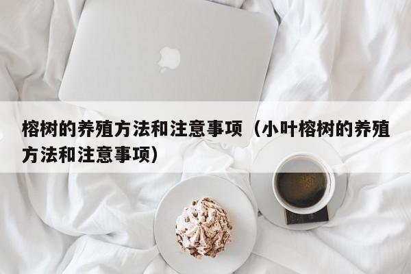 榕树的养殖方法和注意事项（小叶榕树的养殖方法和注意事项）