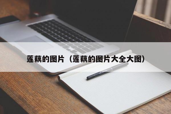 莲藕的图片（莲藕的图片大全大图）